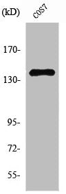 NFRKB Antibody