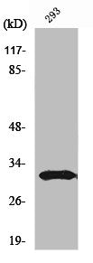 NFYB Antibody