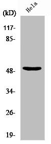 NFYC Antibody