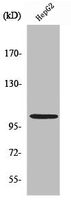 NFKB1 Antibody