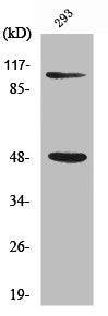 NFKB1 Antibody