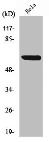 RELA Antibody