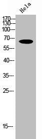 RELA Antibody