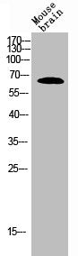RELA Antibody