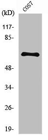 RELA Antibody