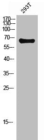 RELA Antibody