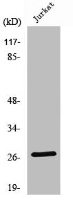 NGF Antibody