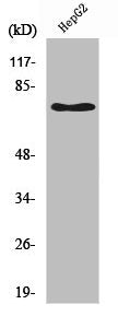 NGFR Antibody