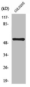 TACR3 Antibody