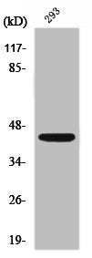 NCR1 Antibody
