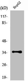 NKX3-1 Antibody