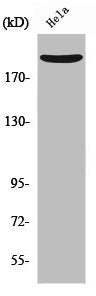 RTN4 Antibody