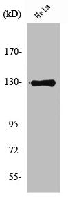 NOS2 Antibody