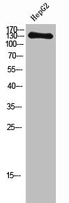 NOS3 Antibody