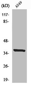 NRBF2 Antibody