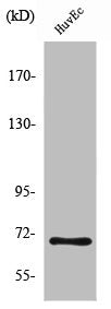 NFE2L2 Antibody