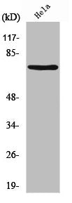 NFE2L3 Antibody