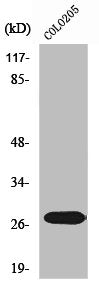 NRIP3 Antibody