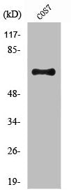NUB1 Antibody
