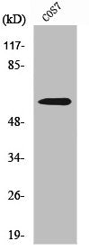 NR4A1 Antibody