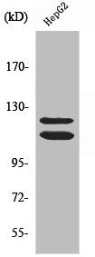 HDAC5 Antibody