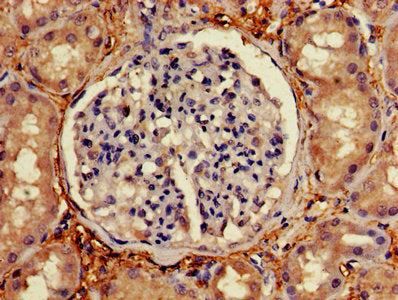 C1orf105 Antibody