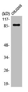 POU2F1/POU2F2 Antibody