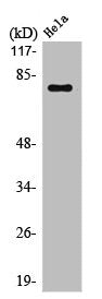 POU2F1 Antibody