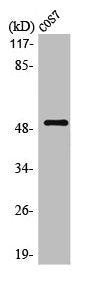 POU2F2 Antibody