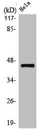 POU5F1 Antibody