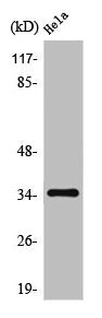 OR10G4 Antibody