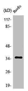 OR11G2 Antibody