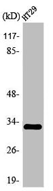 OR2T1 Antibody
