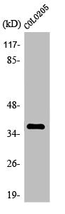 OR4A15 Antibody