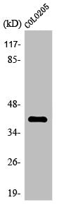 OR4A16 Antibody