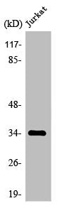 OR4C12 Antibody