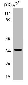 OR4C13 Antibody