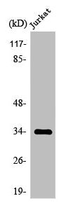 OR4D1 Antibody