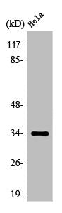 OR4P4 Antibody