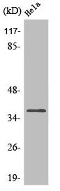 OR4Q3 Antibody