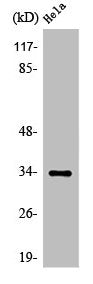 OR4X1 Antibody