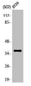 OR51T1 Antibody