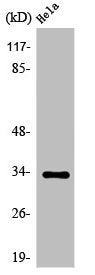 OR52W1 Antibody