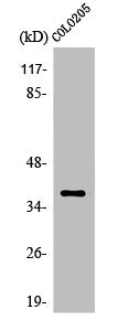 OR5K1 Antibody