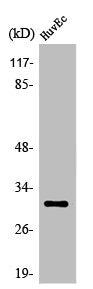 OR6C68 Antibody