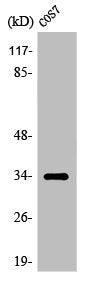 OR7A10 Antibody