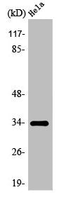 OR7C1 Antibody