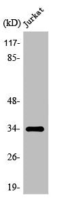 OR8D1 Antibody