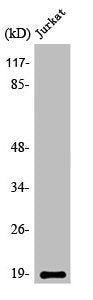 STMN1 Antibody