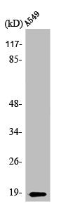 STMN1 Antibody